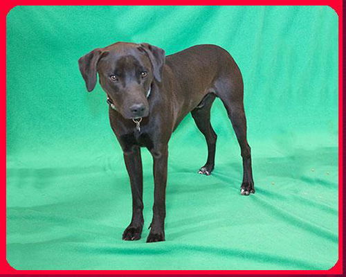 Ty-ADOPTED