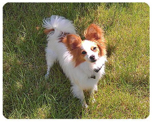 Axle-ADOPTED