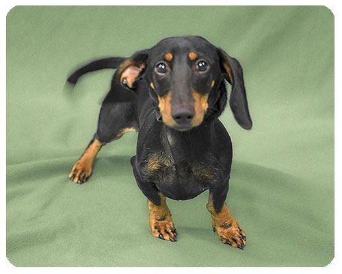 Baby Crocket-ADOPTED
