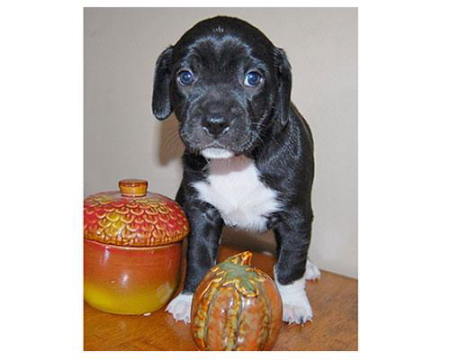 Baby Cricket-ADOPTED
