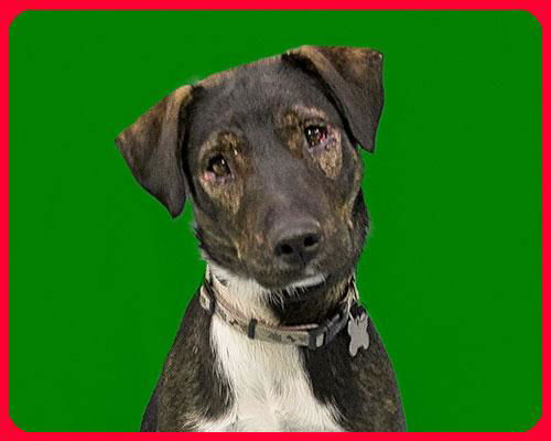 Astoria-ADOPTED