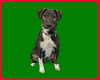 Astoria-ADOPTED