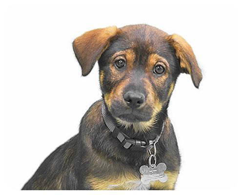 Baby Carson-ADOPTED