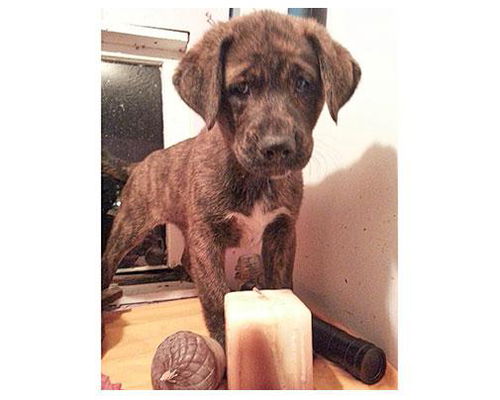 Baby Albany-ADOPTED