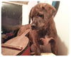 Baby Albany-ADOPTED