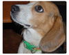 Ladybug-ADOPTED