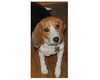 Ladybug-ADOPTED