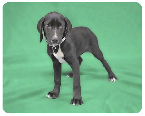 Baby Booth-ADOPTED