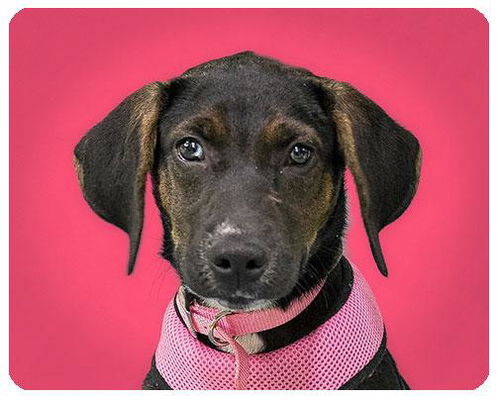 Baby Angela-ADOPTED