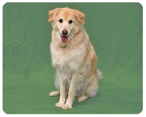 Honey-ADOPTED