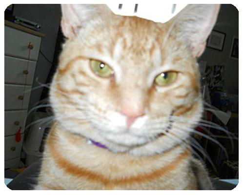 Mr Tibbs-ADOPTED