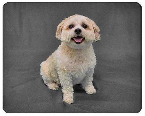Teddy-ADOPTED