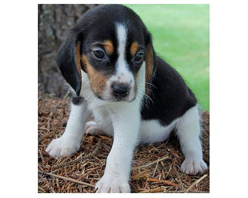 Baby Callen-ADOPTED