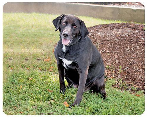 Tommy-ADOPTED