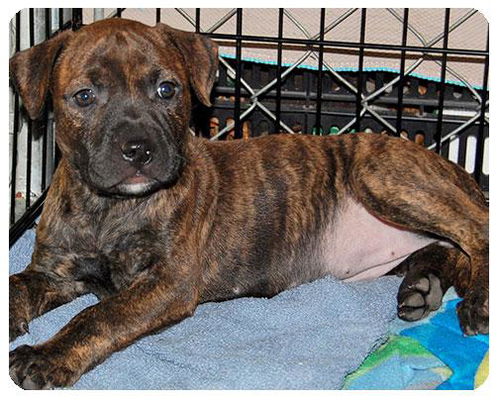 Baby Cora Belle-ADOPTED