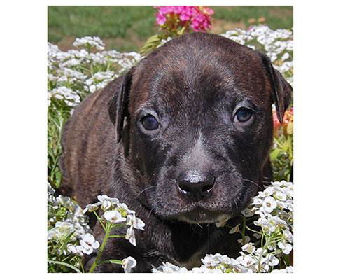Baby Camelia-ADOPTED