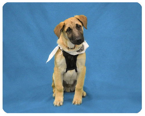 Baby Blaze-ADOPTED