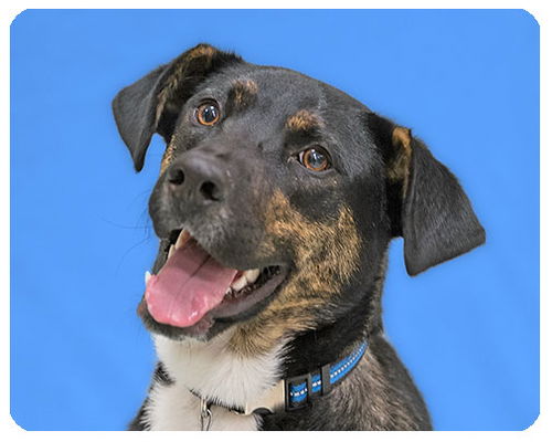 Charlie-ADOPTED
