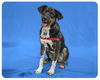 Charlie-ADOPTED