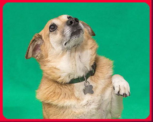 Dori-ADOPTED