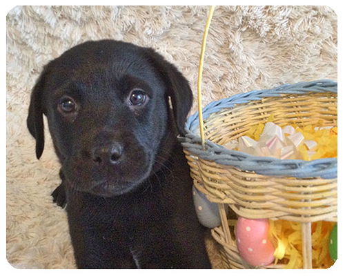 Baby Boyne-ADOPTED