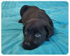 Baby Boyne-ADOPTED