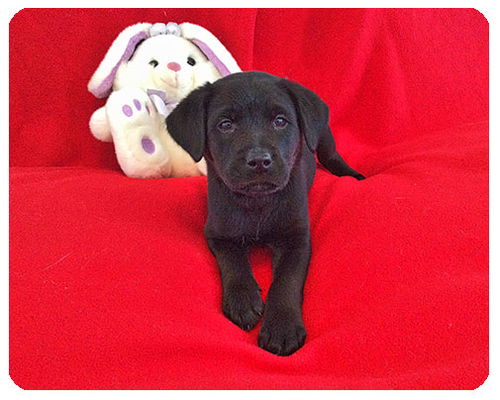Baby Aspen-ADOPTED