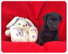 Baby Aspen-ADOPTED