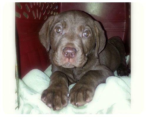 Baby Chilly Bar-ADOPTED