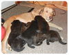 Baby Ana-ADOPTED