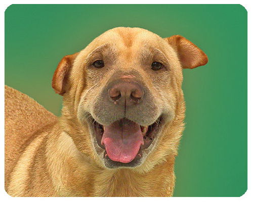Finn-ADOPTED