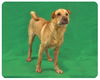 Finn-ADOPTED