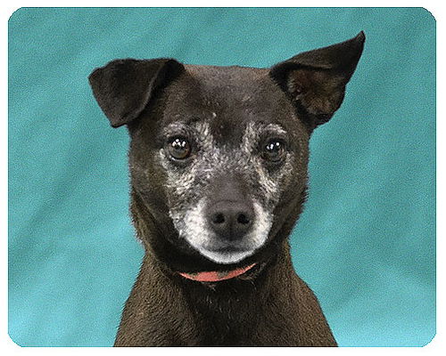 Dolly-ADOPTED