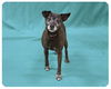 Dolly-ADOPTED