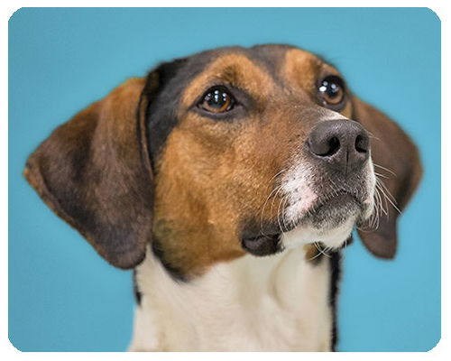 Lucy-ADOPTED