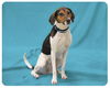 Lucy-ADOPTED