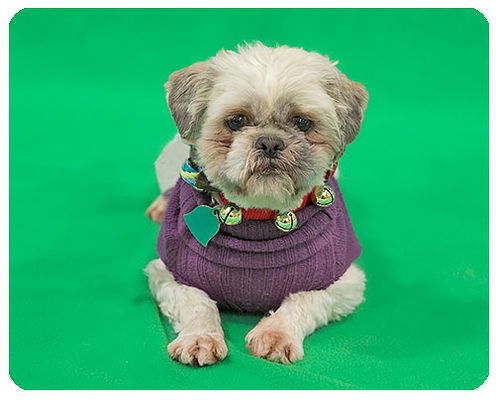 Muffin-ADOPTED