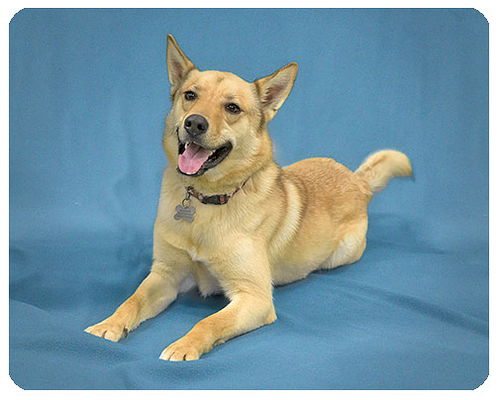 Hunter-ADOPTED