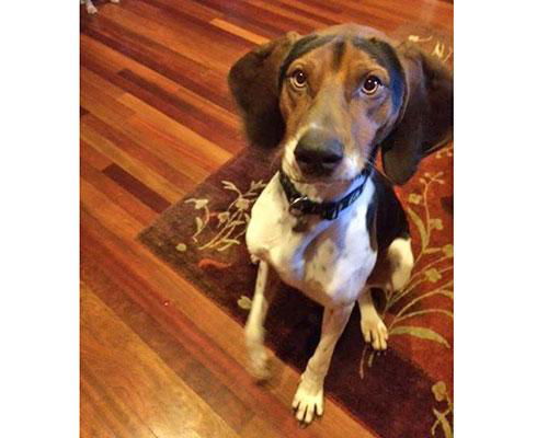 Hudson-ADOPTED