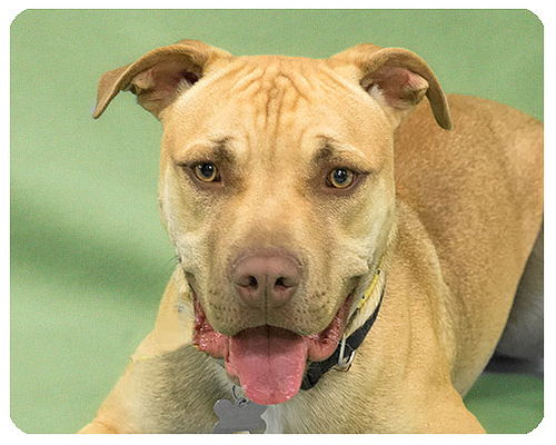 Dodge-ADOPTED