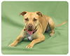 Dodge-ADOPTED
