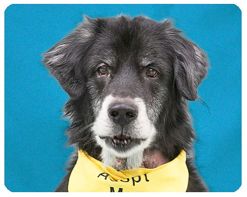 Duke-ADOPTED