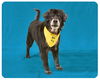 Duke-ADOPTED