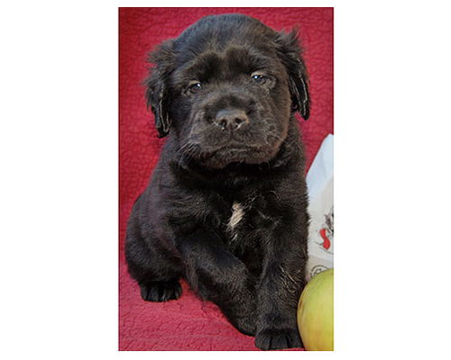 Baby Cortland
