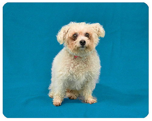Louie-ADOPTED