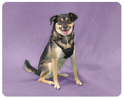 Turner-ADOPTED