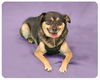 Turner-ADOPTED