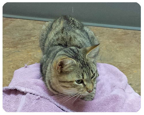 Ashley-ADOPTED