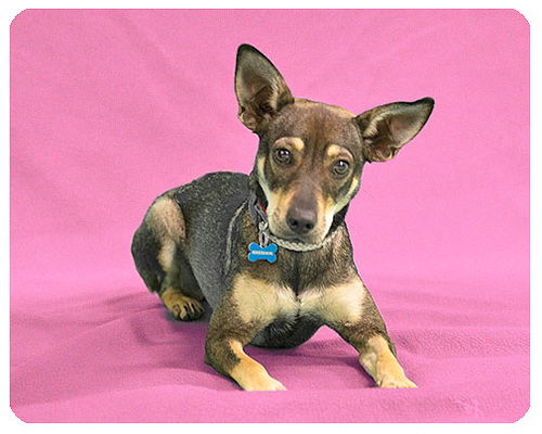 Baby Ariana-ADOPTED