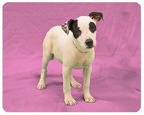 Baby Allysa-ADOPTED